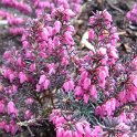 Erica carnea 'Vivellii'